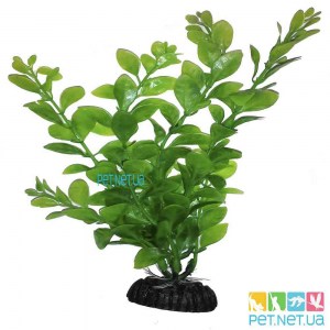 Aquarium plants - 1001